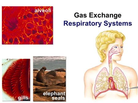 gills alveoli elephant seals Gas Exchange Respiratory Systems.