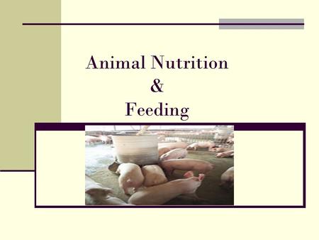 Animal Nutrition & Feeding