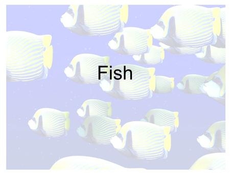 Fish. Characteristics of Fish Skeleton made of bone Air (swim) bladder for buoyancy Mucus to reduce friction, antibacterial agent Gill cover (operculum)