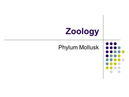 Zoology Phylum Mollusk. I. Intro to Mollusks A. Mollusk  soft bodied B. 2 nd largest phyla 1. small  large 2. fast movers  slow movers 3. intelligent.