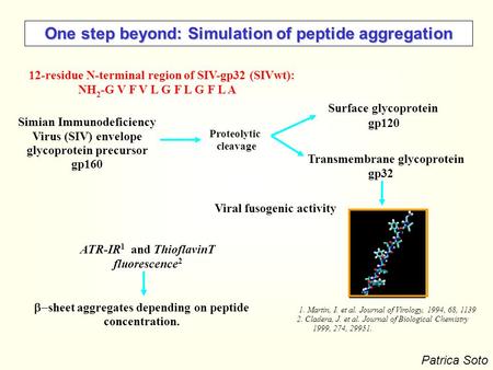 One step beyond: Simulation of peptide aggregation Viral fusogenic activity Simian Immunodeficiency Virus (SIV) envelope glycoprotein precursor gp160 Surface.