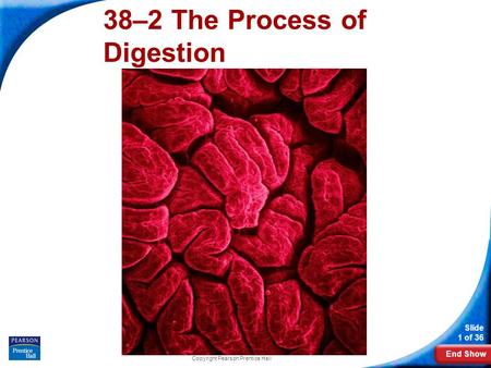 End Show Slide 1 of 36 Copyright Pearson Prentice Hall 38–2 The Process of Digestion.