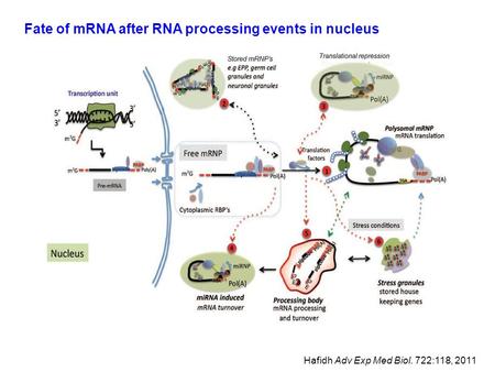Fate of mRNA after RNA processing events in nucleus Hafidh Adv Exp Med Biol. 722:118, 2011.