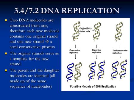 3.4/7.2 DNA REPLICATION Two DNA molecules are constructed from one, therefore each new molecule contains one original strand and one new strand  a semi-conservative.