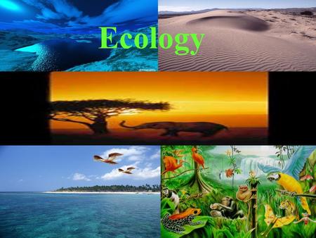Ecology. What is Ecology? Eco means environment Logy means the study of So, ecology is the study of environment What is an environment made of? Living.