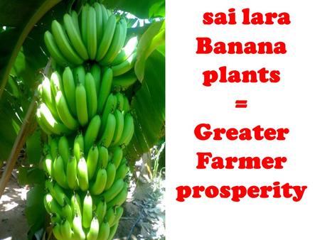 Sai lara Banana plants = Greater Farmer prosperity.