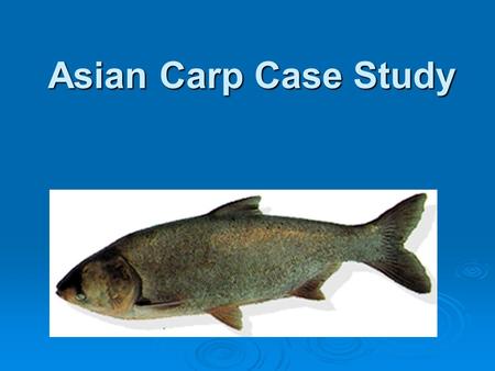 Asian Carp Case Study. The Asian Carp - An Exotic Species  Exotic species are living things that find a new home in a place where they did not exist.