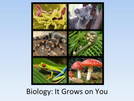 Biology: It Grows on You. What is Biology? Bio= LIFE-ology= THE STUDY OF The study of life from the simplest life forms (bacteria) to the complex (animals.