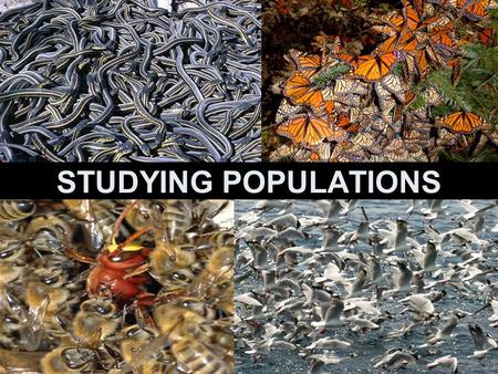 STUDYING POPULATIONS. DETERMINING POPULATION SIZE Some methods of determining the size of a population are direct and indirect observations, sampling.
