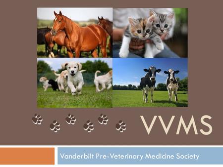 VVMS Vanderbilt Pre-Veterinary Medicine Society. General Prerequisites  Pre-vet students must take the same general prerequisites as pre-med students.