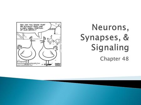 Chapter 48.  Short distance communication ◦ Synapses between cells  Neurotransmitters.