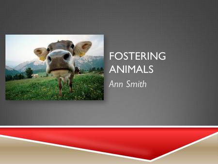 FOSTERING ANIMALS Ann Smith. PRODUCT AND STEPS TO BEGIN  Find a facilitator with a background with Veterinary Sciences.  Volunteer with an Animal Rescue.