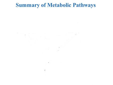Summary of Metabolic Pathways