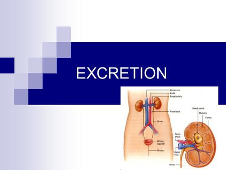EXCRETION. Structure and Function Lesson 1 Do Now Watch the video: Brain Pop - Urinary System and complete the multiple choice worksheetBrain Pop - Urinary.
