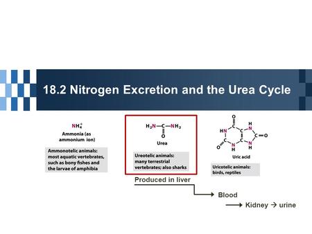18.2 Nitrogen Excretion and the Urea Cycle Produced in liver Blood Kidney  urine.