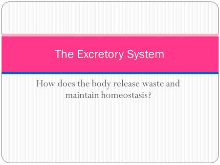 How does the body release waste and maintain homeostasis? The Excretory System.