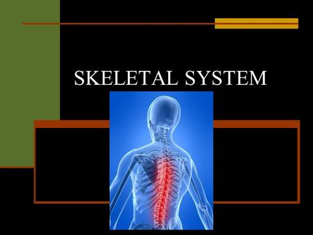 SKELETAL SYSTEM. 3 MAIN FUNCTIONS ALLOWS MOVEMENT PROVIDES SUPPORT FOR THE BODY PROTECTS SOFT ORGANS INSIDE THE BODY.