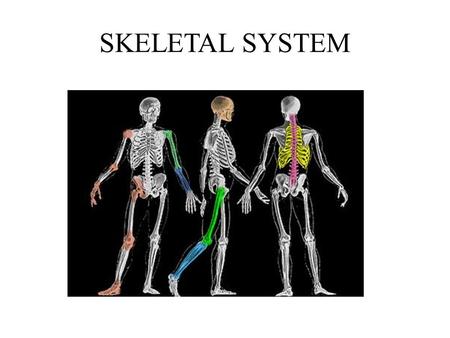 SKELETAL SYSTEM 206 total bones: 80 axial, 126 appendicular FUNCTION OF BONE: 1. Structure & support (skeletal system provides framework for body to.