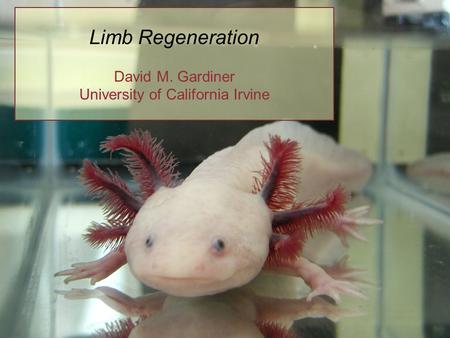 Limb Regeneration David M. Gardiner University of California Irvine.