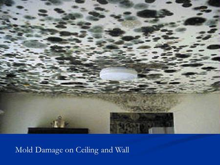Mold Damage on Ceiling and Wall
