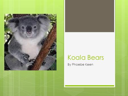 Koala Bears By Phoebe Keen.