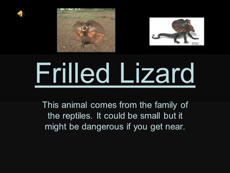 Frilled Lizard This animal comes from the family of the reptiles. It could be small but it might be dangerous if you get near.