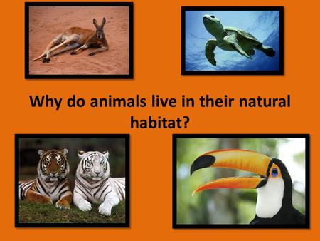 Why do animals live in their natural habitat?. Why do animals live in their natural habitats? Animals live in their habitat because it is the best environment.