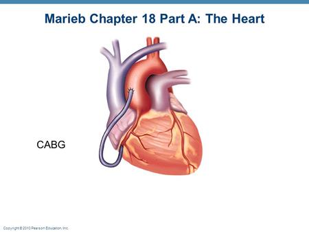 Marieb Chapter 18 Part A: The Heart
