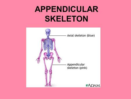 APPENDICULAR SKELETON. Pectoral/Shoulder Girdles Consists of the clavicle and scapula The pectoral girdles and their associated muscles = your shoulders.