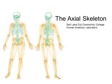 The Axial Skeleton Salt Lake City Community College Human Anatomy Laboratory.