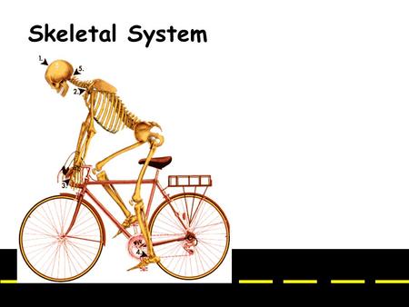 Skeletal System Bones – the organ of the skeletal system.