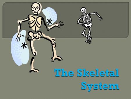  The appendicular skeleton is made up of the bones of the limbs and their supporting elements (girdles) that connect them to the trunk  126 bones 