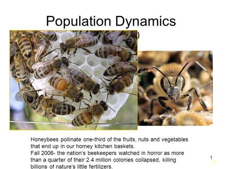 1 1 Population Dynamics Chapter 10 Honeybees pollinate one-third of the fruits, nuts and vegetables that end up in our homey kitchen baskets. Fall 2006-