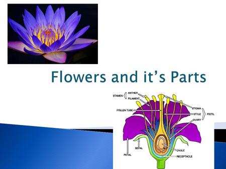  Students will be able to identify the 6 main parts of a flower.  Students will be able to explain the 6 main parts of a flower.  Students will be.