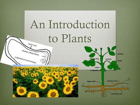 An Introduction to Plants General Characteristics of Plants  Hold up the correct number using your fingers that corresponds with the correct answer.