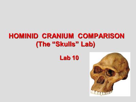 HOMINID CRANIUM COMPARISON (The “Skulls” Lab)