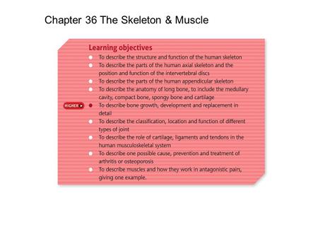 Chapter 36 The Skeleton & Muscle. Support – Bones of the skeleton provide a rigid frame that holds the body upright. Protection – The skull protects the.