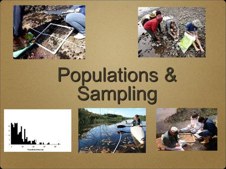 Populations & Sampling. Population The number of species living in a particular place and a particular time Population ecology looks at knowing the dynamics.