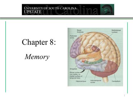 Chapter 8: Memory 1 Memory - any indication that learning persists over time Involves ability to store and retrieve information Sensory memory - initial.