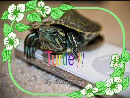 Appearance P.1 Turtles life cycle P.2 What do they eat P.3 Turtles’ species P.4 Turtles’ enemies P.5 Some special things about turtles P.6 My feelings.