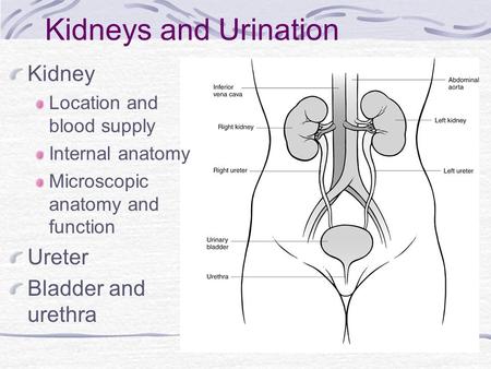 Kidneys and Urination Kidney Ureter Bladder and urethra