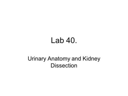 Urinary Anatomy and Kidney Dissection