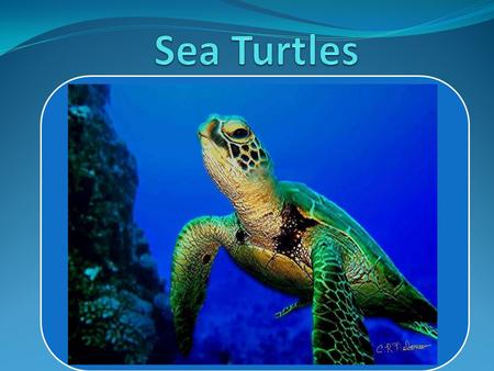 Sea turtles are large, air- breathing reptiles that inhabit tropical and subtropical seas throughout the world. Sea turtles’ bodies are covered with shells.