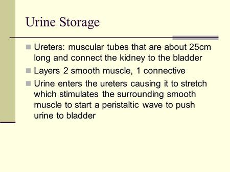 Urine Storage Ureters: muscular tubes that are about 25cm long and connect the kidney to the bladder Layers 2 smooth muscle, 1 connective Urine enters.