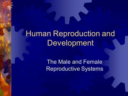 Human Reproduction and Development The Male and Female Reproductive Systems.