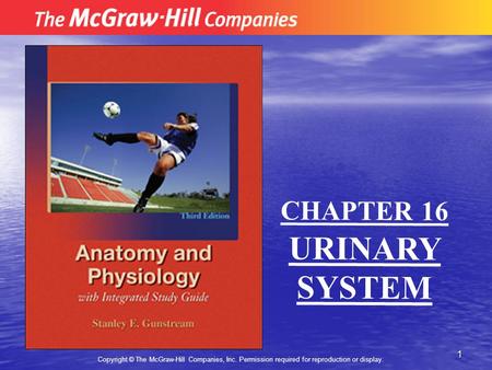 1 Copyright © The McGraw-Hill Companies, Inc. Permission required for reproduction or display. CHAPTER 16 URINARY SYSTEM.