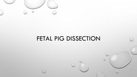 Fetal pig dissection.