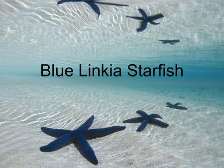 Blue Linkia Starfish. Linckia Laevigata Family: Ophidiasteridae Genus: Linckia Species: L. laevigata.