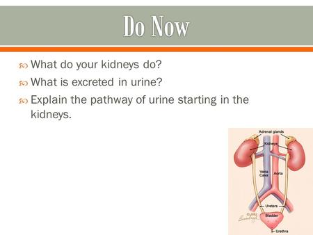 Do Now What do your kidneys do? What is excreted in urine?