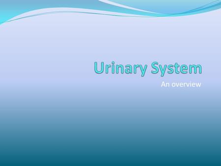 An overview. Functions of the Urinary System Produces, excretes urine Essential for homeostasis Keeps volume of bodily fluids constant Keeps levels.